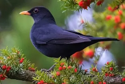 natural