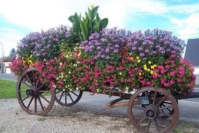 flores