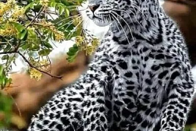 natural