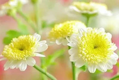 פאזל של flower