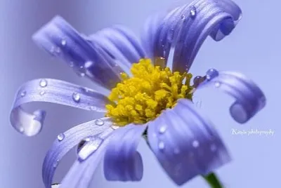 פאזל של flower