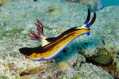 Nembrotha megalocera jigsaw puzzle