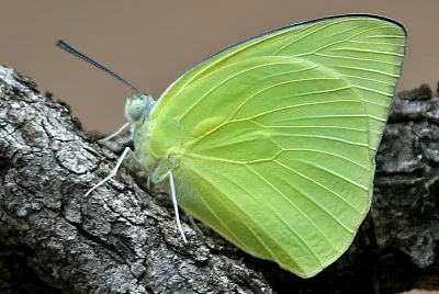 Catopsilla pomona