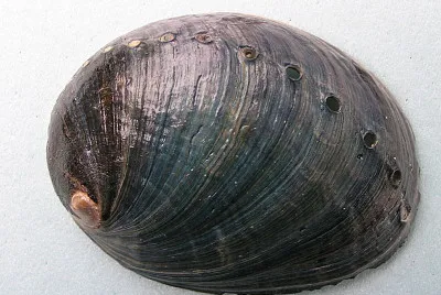 Haliotis cracherodii