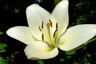 fleur