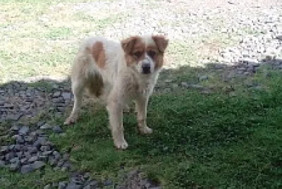 פאזל של TIMOTES