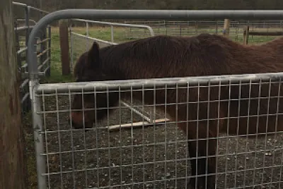 this is of my horse beauty