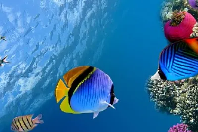 CORAL jigsaw puzzle