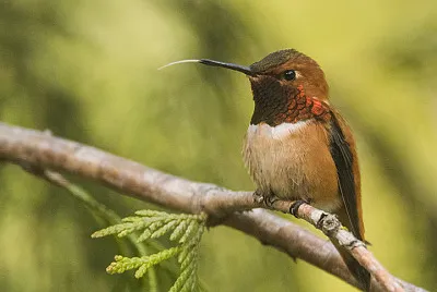 Hummer with tongue