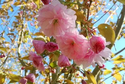 cerisierfleur