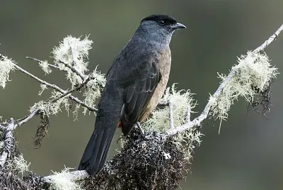 Bay vented contiga