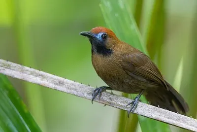 Macronus ptilosus