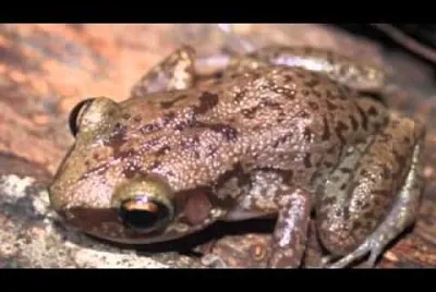 Mona coqui