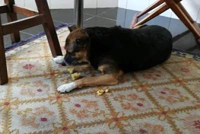 Pupu e o milho
