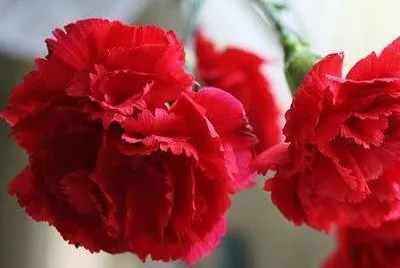 flores
