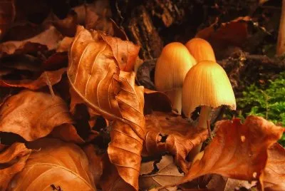 OtoÃ±o
