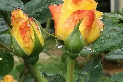 roses aprÃ¨s la pluie