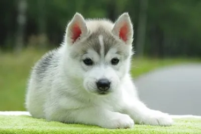 cane