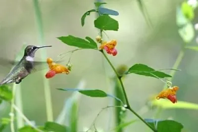hummingbird