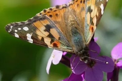 monarch