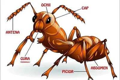 furnica