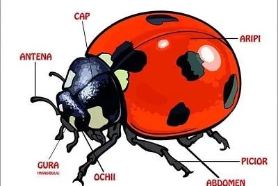 buburuza