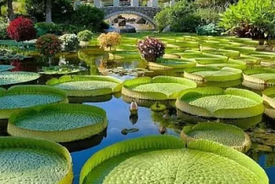 vitoria regia jigsaw puzzle