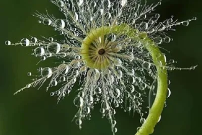 flores3 jigsaw puzzle