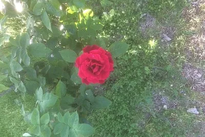 Rosa jigsaw puzzle