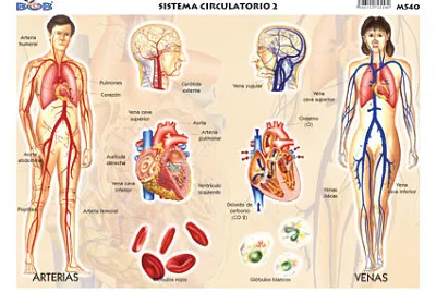 פאזל של sistema circulatorio