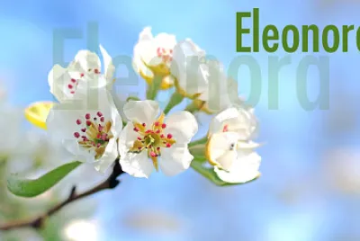Fiori per Ele