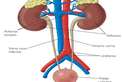aparato excretor