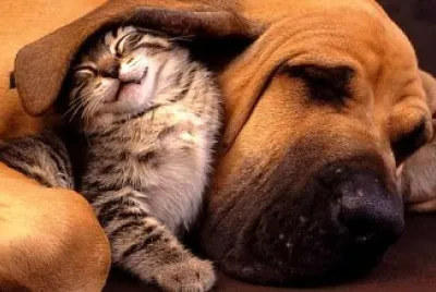 cani e gatti