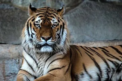 MAMÃFEROS PRIMARIA CUMBRE