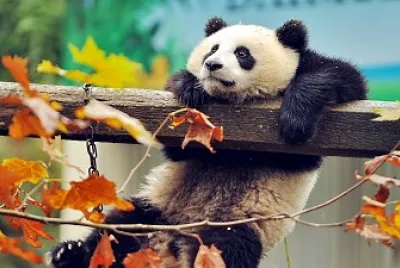 פאזל של PANDA