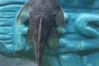 Fish de Gus