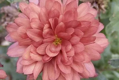 flores