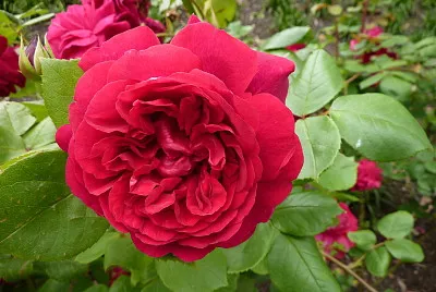 Rose rouge Ã  OLINDA (Australie)