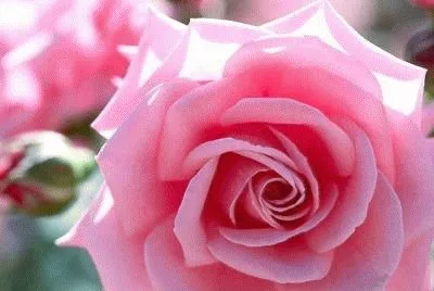 muchas rosas jigsaw puzzle