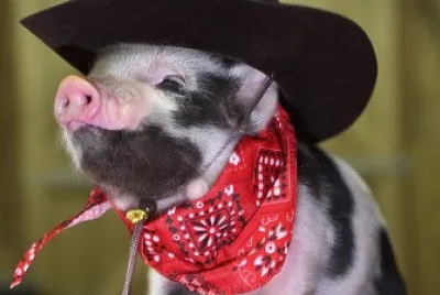 פאזל של LITTLE PIG