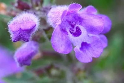 Acinos Alpinus jigsaw puzzle