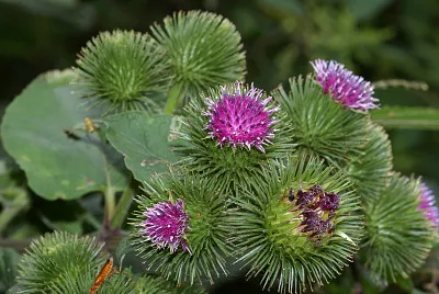 Actium Lappa jigsaw puzzle