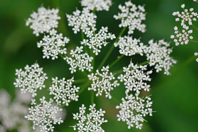 Aegopodium Podagraria