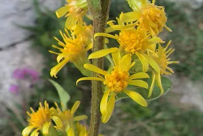 Agrimonia Eupatoria jigsaw puzzle