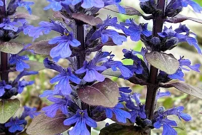 Ajuga Reptans jigsaw puzzle