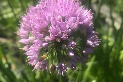 Allium Senescen Montanum jigsaw puzzle