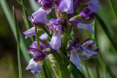 Anacamptis Morio jigsaw puzzle