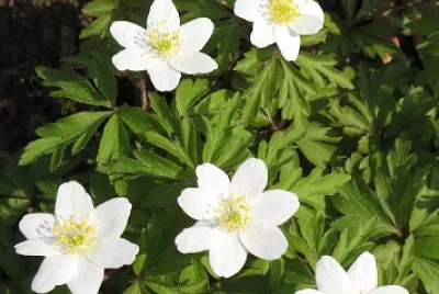 Anemonoide Nemorosa jigsaw puzzle