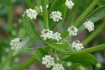 Apium Rapaceum jigsaw puzzle