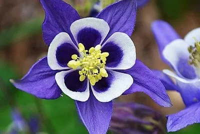 Aquilegia Vulgaris jigsaw puzzle